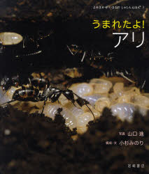 うまれたよ！アリ