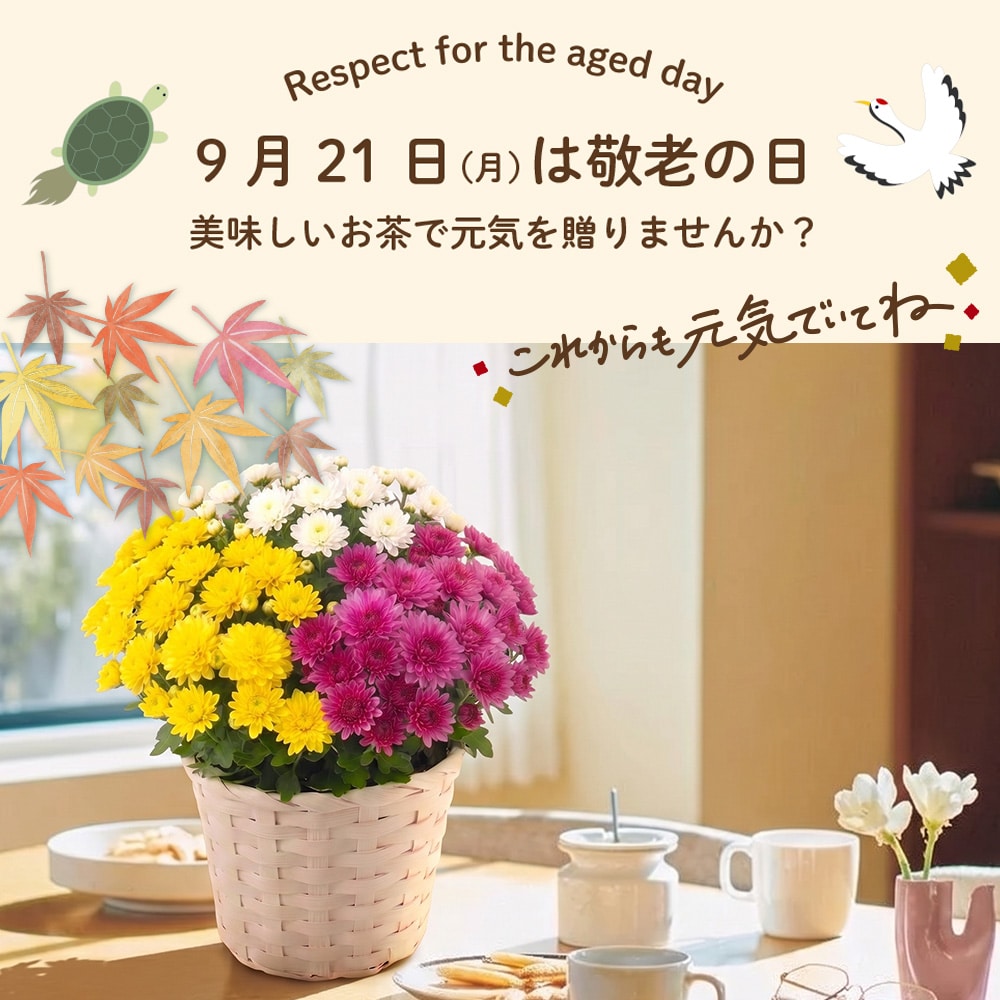 敬老の日 花とセット ガーデンマム&静岡茶 祖母 祖父 人気 花 花ギフト 菊 メッセージカード付き ギフト プレゼント 送料無料 静岡茶 お茶 緑茶 茶葉 お茶の葉 ※9/17頃より順次発送