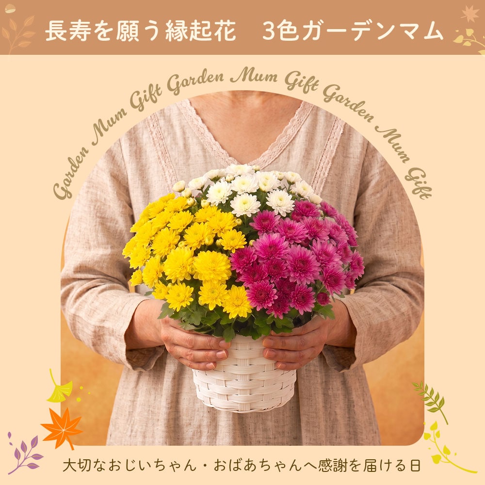 敬老の日 花とセット ガーデンマム&静岡茶 祖母 祖父 人気 花 花ギフト 菊 メッセージカード付き ギフト プレゼント 送料無料 静岡茶 お茶 緑茶 茶葉 お茶の葉 ※9/17頃より順次発送