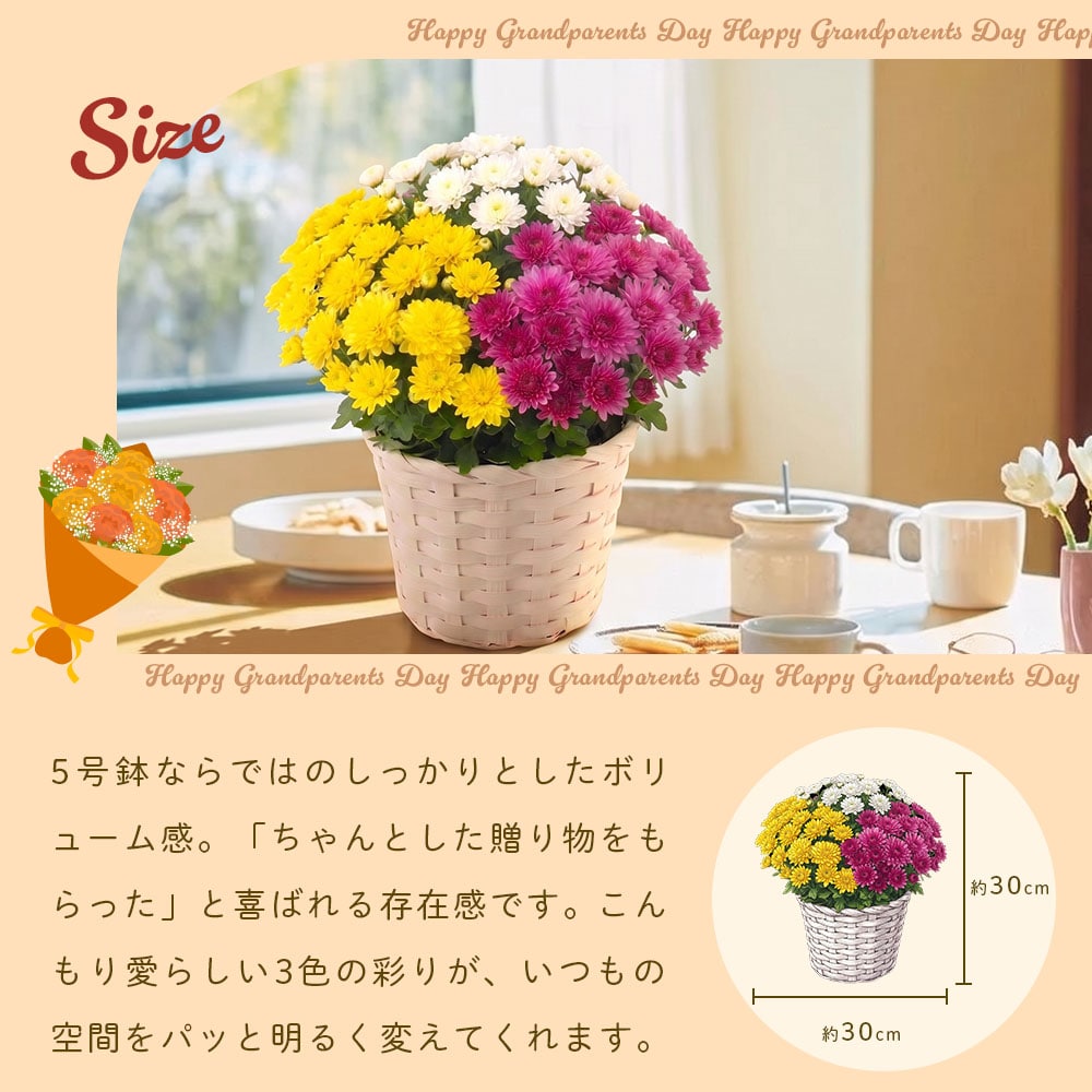 敬老の日 花とセット ガーデンマム&静岡茶 祖母 祖父 人気 花 花ギフト 菊 メッセージカード付き ギフト プレゼント 送料無料 静岡茶 お茶 緑茶 茶葉 お茶の葉 ※9/17頃より順次発送