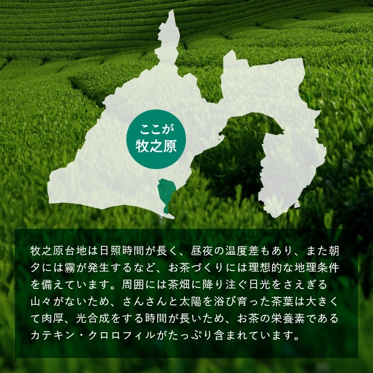 特選 がぶ飲み深むし茶 静岡深むし茶 100g×3袋 送料無料 メール便 お茶 緑茶 茶葉 業務用 お徳用 お得用 日本茶 国産