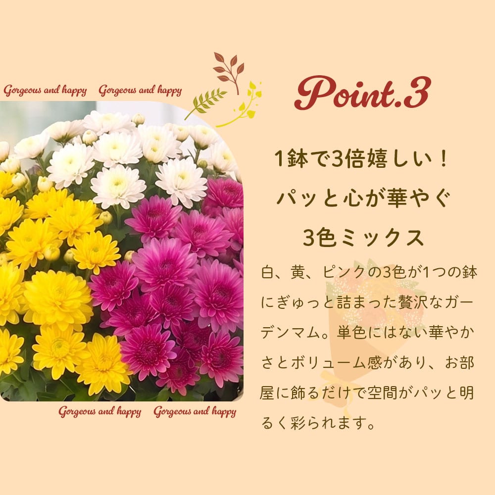敬老の日 花とセット ガーデンマム&静岡茶 祖母 祖父 人気 花 花ギフト 菊 メッセージカード付き ギフト プレゼント 送料無料 静岡茶 お茶 緑茶 茶葉 お茶の葉 ※9/17頃より順次発送