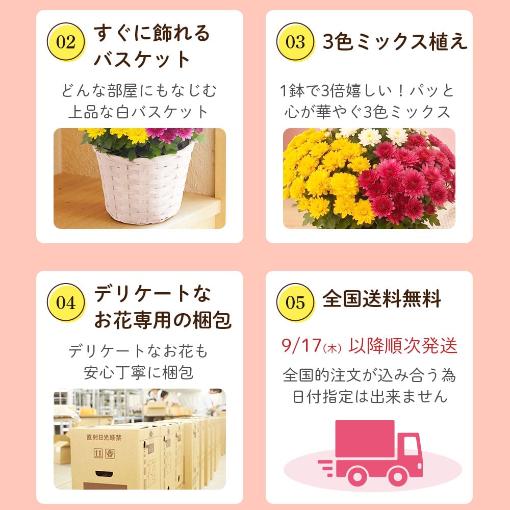 敬老の日 花とセット ガーデンマム&静岡茶 祖母 祖父 人気 花 花ギフト 菊 メッセージカード付き ギフト プレゼント 送料無料 静岡茶 お茶 緑茶 茶葉 お茶の葉 ※9/17頃より順次発送