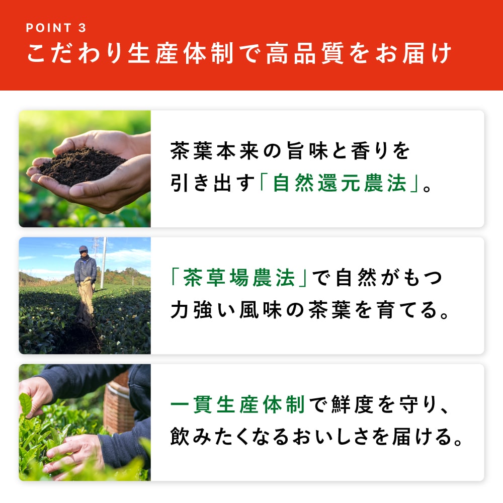 機能性表示食品 国産 プーアール茶 SARYU-SOSO 5g×10包 送料無料 メール便 ダイエット茶 内臓脂肪 プーアル茶 プアール茶 煮だし用 1リットル用 静岡茶