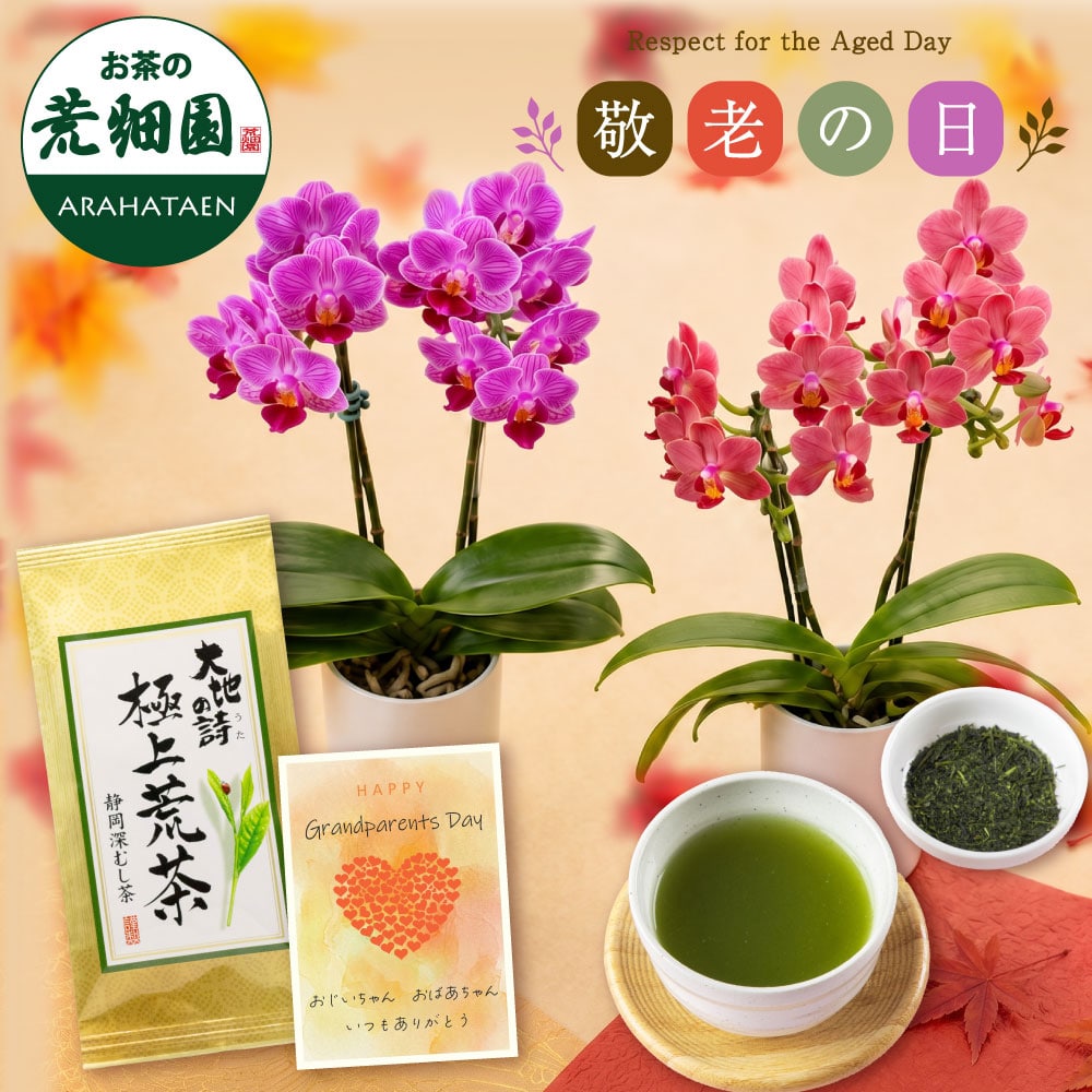 敬老の日 花とセット 選べるミニ胡蝶蘭＆静岡茶 ピンク系 祖母 祖父 人気 花 花ギフト 胡蝶蘭 メッセージカード付き ギフト プレゼント 送料無料 静岡茶 お茶 緑茶 茶葉 お茶の葉 ※9/17頃より順次発送