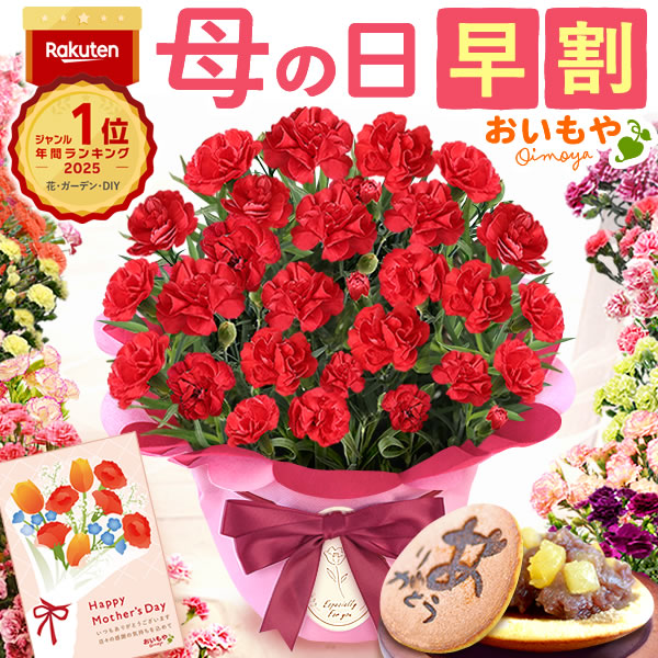 母の日 ギフト プレゼント お花 2026 生花 鉢植え 希少 鉢花 カーネーション 5号 【感謝の気持ち・赤】 どら焼き おしゃれ かわいい 送料無料 スイーツ お菓子 和菓子