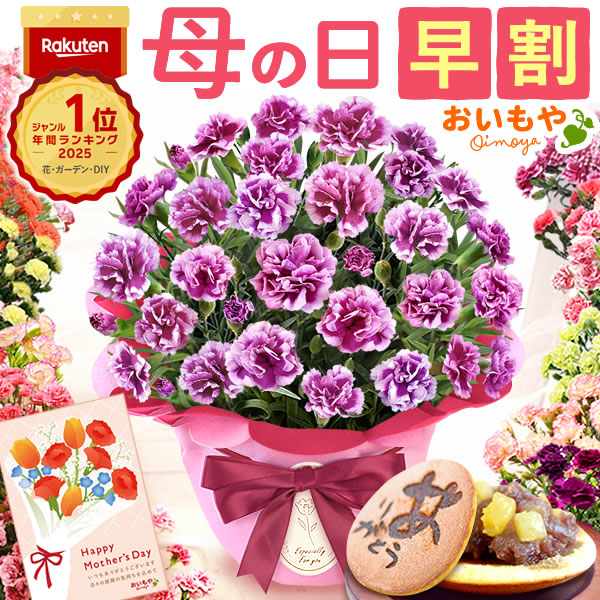 母の日 ギフト プレゼント お花 2026 生花 鉢植え 希少 鉢花 カーネーション 5号 【オルフィカ】 どら焼き おしゃれ かわいい 送料無料 スイーツ お菓子 和菓子