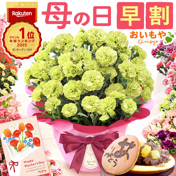 母の日 ギフト プレゼント お花 2026 生花 鉢植え 希少 鉢花 カーネーション 5号 【グリーン】 どら焼き おしゃれ かわいい 送料無料 スイーツ お菓子 和菓子