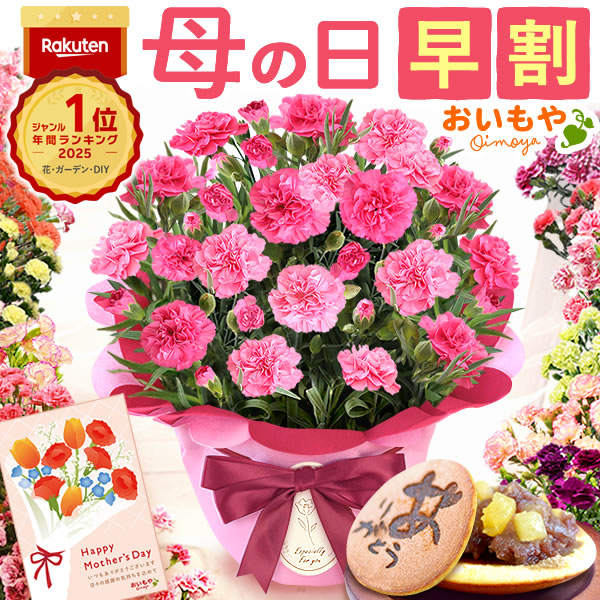母の日 ギフト プレゼント お花 2026 生花 鉢植え 希少 鉢花 カーネーション 5号 【さくらもなか】 どら焼き おしゃれ かわいい 送料無料 スイーツ お菓子 和菓子