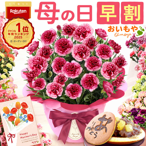 母の日 ギフト プレゼント お花 2026 生花 鉢植え 希少 鉢花 カーネーション 5号 【プラムタルト】 どら焼き おしゃれ かわいい 送料無料 スイーツ お菓子 和菓子