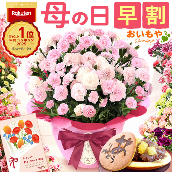 母の日 ギフト プレゼント お花 2026 生花 鉢植え 希少 鉢花 カーネーション 5号 【バンビーノ】 どら焼き おしゃれ かわいい 送料無料 スイーツ お菓子 和菓子