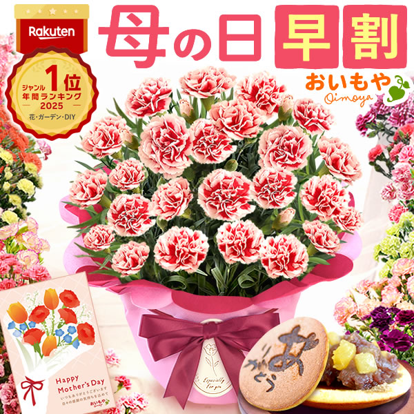 母の日 ギフト プレゼント お花 2026 生花 鉢植え 希少 鉢花 カーネーション 5号 【イチゴホイップ】 どら焼き おしゃれ かわいい 送料無料 スイーツ お菓子 和菓子