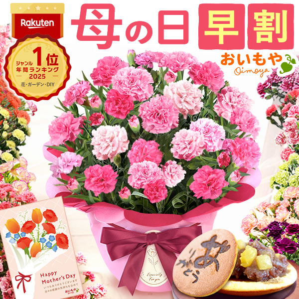 母の日 ギフト プレゼント お花 2026 生花 鉢植え 希少 鉢花 カーネーション 5号 【ホットハート】 どら焼き おしゃれ かわいい 送料無料 スイーツ お菓子 和菓子