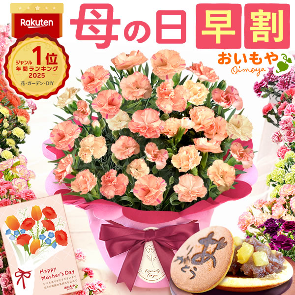 母の日 ギフト プレゼント お花 2026 生花 鉢植え 希少 鉢花 カーネーション 5号 【フロランタン】 どら焼き おしゃれ かわいい 送料無料 スイーツ お菓子 和菓子