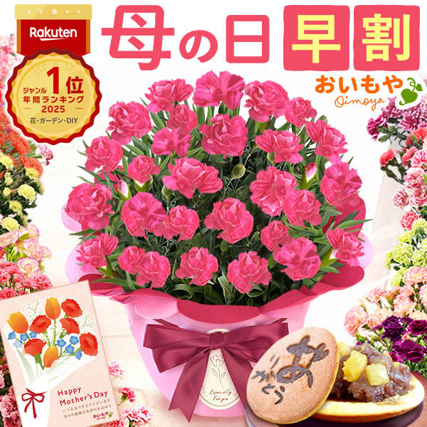 母の日 ギフト プレゼント お花 2026 生花 鉢植え 希少 鉢花 カーネーション 5号 【マカロンフレーズ】 どら焼き おしゃれ かわいい 送料無料 スイーツ お菓子 和菓子