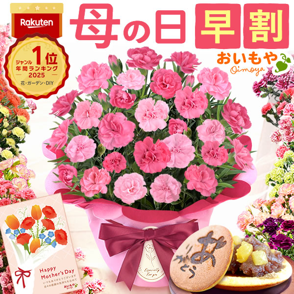 母の日 ギフト プレゼント お花 2026 生花 鉢植え 希少 鉢花 カーネーション 5号 【ひなあられ】 どら焼き おしゃれ かわいい 送料無料 スイーツ お菓子 和菓子