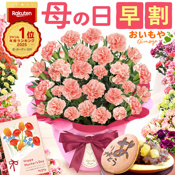 母の日 ギフト プレゼント お花 2026 生花 鉢植え 希少 鉢花 カーネーション 5号 【メープルシフォン】 どら焼き おしゃれ かわいい 送料無料 スイーツ お菓子 和菓子