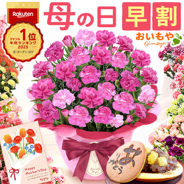 母の日 ギフト プレゼント お花 2026 生花 鉢植え 希少 鉢花 カーネーション 5号 【ピーチキャンドル】 どら焼き おしゃれ かわいい 送料無料 スイーツ お菓子 和菓子