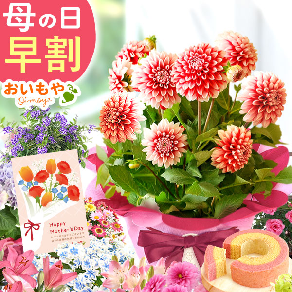 母の日 ギフト プレゼント お花 2026 生花 鉢植え 希少 鉢花 ダリア 【タンピコ】 どら焼き おしゃれ かわいい 送料無料 スイーツ お菓子 和菓子