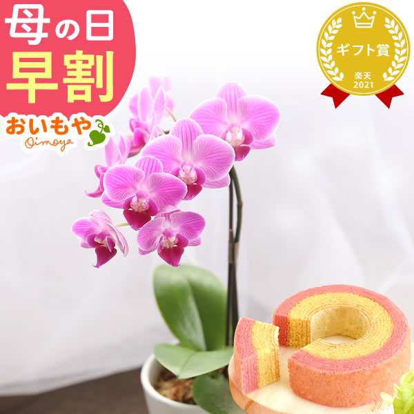 母の日 プレゼント 花 生花 ギフト 蘭 胡蝶蘭 ミディ 2.5号 インテリア チュンリー バウム 苺バウム 送料無料 スイーツ お菓子 洋菓子 ギフトセット