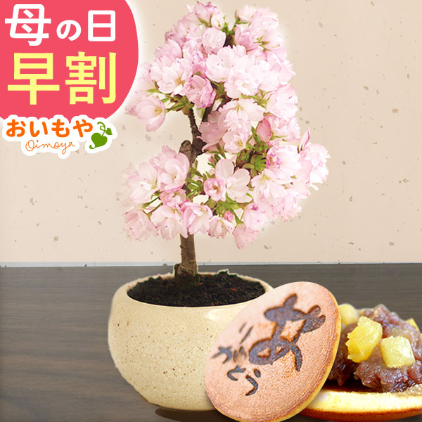 母の日 プレゼント 花 生花 ギフト ははの日 花 生花 ギフト 桜 盆栽 ミニ盆栽 鉢植え 花鉢 鉢花 フラワーギフト おしゃれ オシャレ 可愛い どら焼き 送料無料 スイーツ お菓子 和菓子 ギフトセット