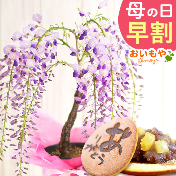 母の日 プレゼント 花 生花 ギフト ははの日 花 生花 ギフト 藤 一才藤 盆栽 ミニ盆栽 鉢植え 花鉢 鉢花 フラワーギフト おしゃれ オシャレ 可愛い どら焼き 送料無料 スイーツ お菓子 和菓子 ギフトセット