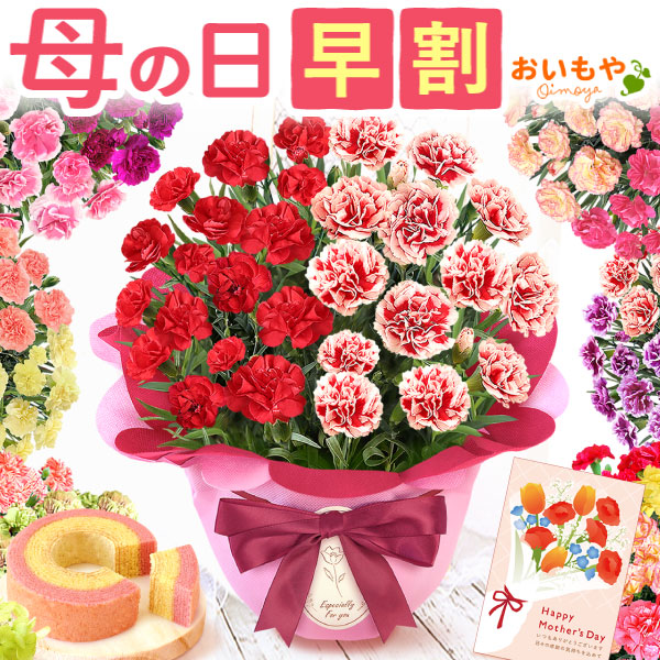 母の日 プレゼント 花 生花 ギフト カーネーション 選べる 2色 【感謝の気持ち・赤＆イチゴ】 8種 鉢植え 寄せ植え 鉢花 花鉢 希少 バウムクーヘン 苺 送料無料 スイーツ お菓子 洋菓子 ギフトセット