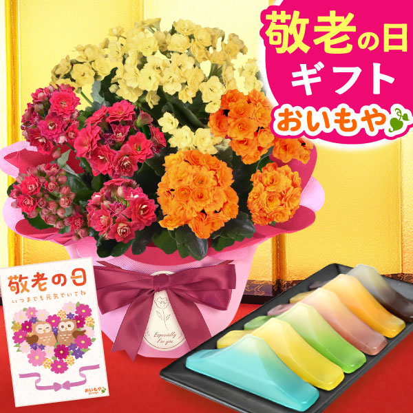 敬老の日 ギフト プレゼント 花 生花 カランコエ 富士山ようかん 詰め合わせ アレンジメント 人気 おしゃれ 花以外 送料無料 スイーツ お菓子 和菓子 ギフトセット 【敬老】