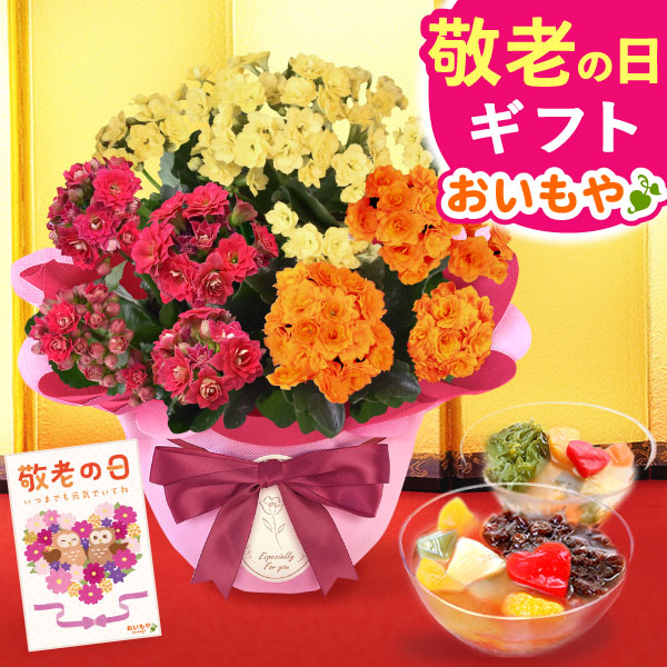 敬老の日 ギフト プレゼント 花 生花 カランコエ and3あんみつ あんみつ 詰め合わせ アレンジメント 人気 おしゃれ 花以外 送料無料 スイーツ お菓子 和菓子 ギフトセット 【敬老】