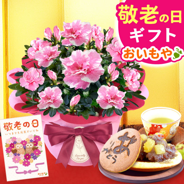 敬老の日 ギフト プレゼント 花 生花 アザレア どら焼き 和菓子 詰め合わせ アレンジメント 人気 おしゃれ 花以外 送料無料 スイーツ お菓子 和菓子 ギフトセット 【敬老】