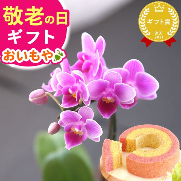 敬老の日 プレゼント 花 生花 ギフト 蘭 胡蝶蘭 ミディ 2.5号 インテリア リンゴピコ バウム 苺バウム 送料無料 スイーツ お菓子 洋菓子 ギフトセット 【敬老】