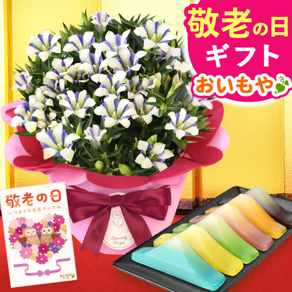 敬老の日 ギフト プレゼント 花 生花 りんどう (白寿) 竜胆 リンドウ ようかん 富士山羊羹  アレンジメント 人気 おしゃれ 送料無料  スイーツ お菓子 和菓子 ギフト 【敬老】