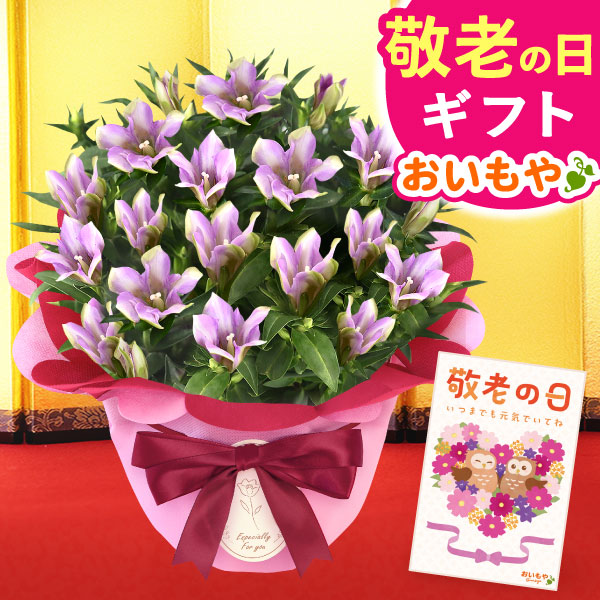 敬老の日 ギフト プレゼント 花 生花 りんどう (長寿) 竜胆 リンドウ 単品 アレンジメント 人気 おしゃれ 送料無料 【敬老】