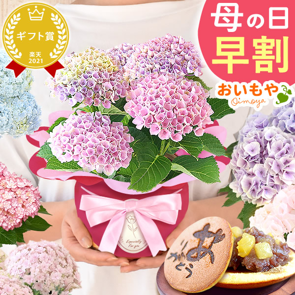 母の日 プレゼント 花 生花 ギフト 紫陽花 あじさい 4号 【マジカルレボリューションピンク・どら焼き】鉢花 花鉢 鉢植え 生花 どら焼き どらやき 送料無料 スイーツ お菓子 和菓子 洋菓子