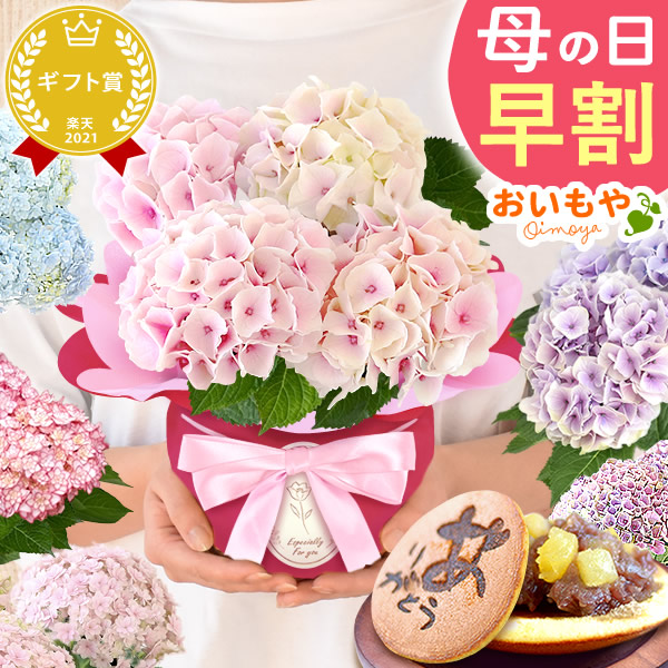 母の日 プレゼント 花 生花 ギフト 紫陽花 あじさい 4号 【コットンキャンディ・どら焼き】鉢花 花鉢 鉢植え 生花 どら焼き どらやき 送料無料 スイーツ お菓子 和菓子 洋菓子