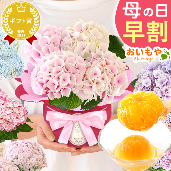 母の日 プレゼント 花 生花 ギフト 紫陽花 あじさい 4号 【コットンキャンディ・みかんゼリー】鉢花 花鉢 鉢植え 生花 みかんゼリー 送料無料 スイーツ お菓子 和菓子 洋菓子