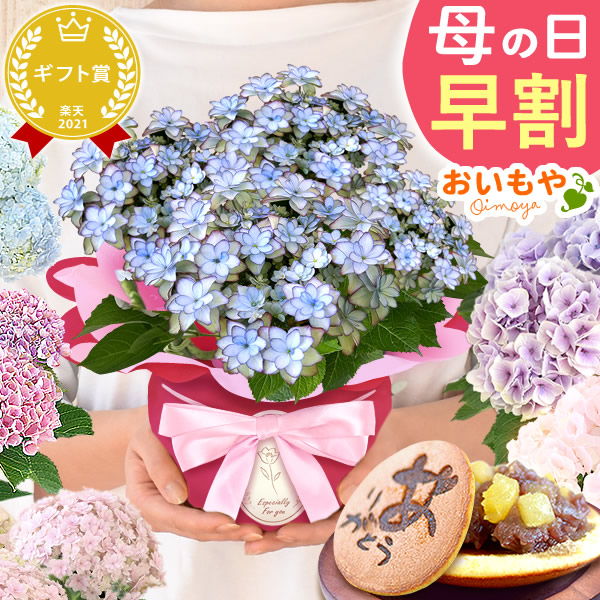 母の日 プレゼント 花 生花 ギフト 紫陽花 あじさい 4号 【ルナブルー・どら焼き】鉢花 花鉢 鉢植え 生花 どら焼き どらやき 送料無料 スイーツ お菓子 和菓子 洋菓子