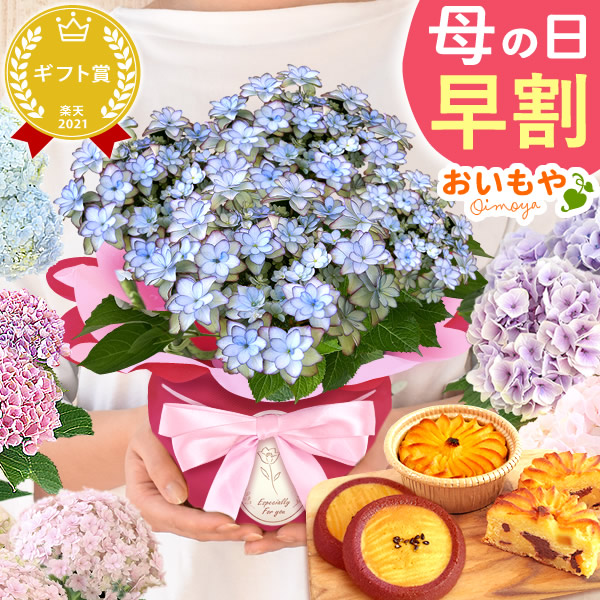 母の日 プレゼント 花 生花 ギフト 紫陽花 あじさい 4号 【ルナブルー・林檎スイートポテト&サブレ】鉢花 花鉢 鉢植え 生花 どら焼き どらやき 送料無料 スイーツ お菓子 和菓子 洋菓子
