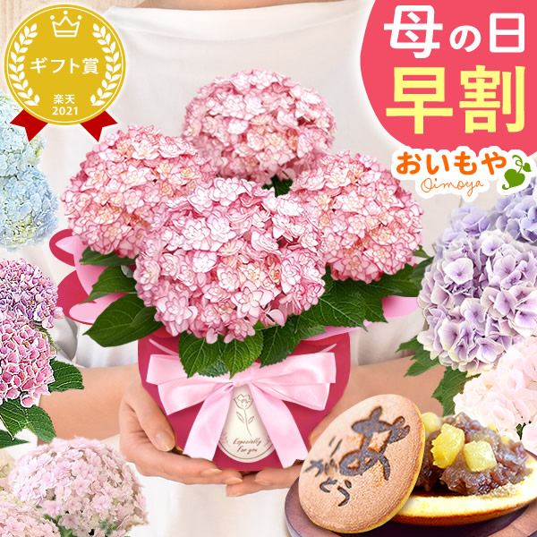 母の日 プレゼント 花 生花 ギフト 紫陽花 あじさい 4号 【ルナピンク・どら焼き】鉢花 花鉢 鉢植え 生花 どら焼き どらやき 送料無料 スイーツ お菓子 和菓子 洋菓子