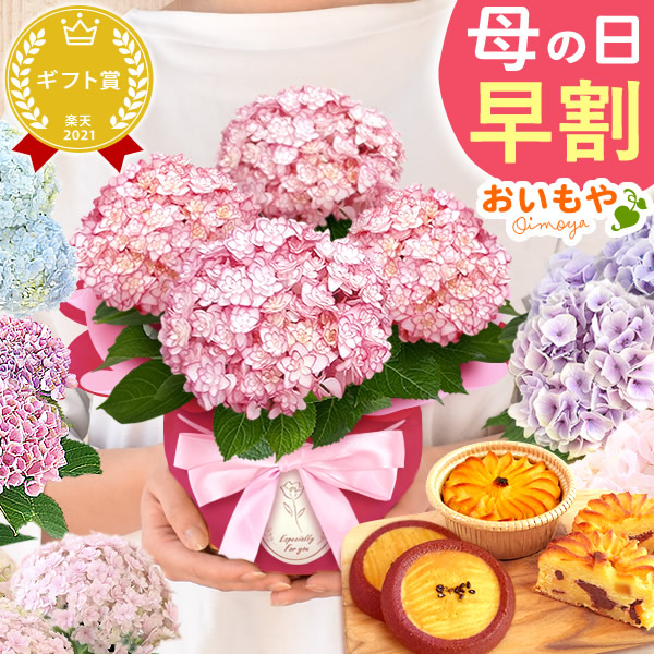 母の日 プレゼント 花 生花 ギフト 紫陽花 あじさい 4号 【ルナピンク・林檎スイートポテト&サブレ】鉢花 花鉢 鉢植え 生花 スイートポテト サブレ 送料無料 スイーツ お菓子 和菓子 洋菓子