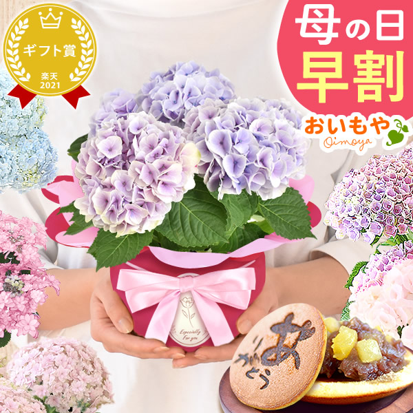 母の日 プレゼント 花 生花 ギフト 紫陽花 あじさい 4号 【シルクサファイア・どら焼き】鉢花 花鉢 鉢植え 生花 スイートポテト サブレ 送料無料 スイーツ お菓子 和菓子 洋菓子