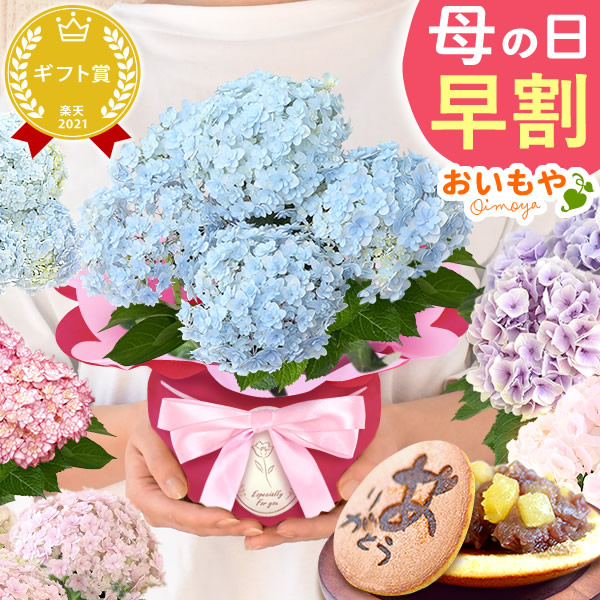 母の日 プレゼント 花 生花 ギフト 紫陽花 あじさい 4号 【てまりてまりブルー・どら焼き】鉢花 花鉢 鉢植え 生花 どら焼き どらやき 送料無料 スイーツ お菓子 和菓子 洋菓子