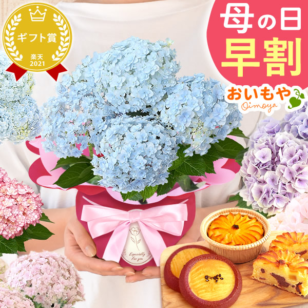 母の日 プレゼント 花 生花 ギフト 紫陽花 あじさい 4号 【てまりてまりブルー・林檎スイートポテト&サブレ】鉢花 花鉢 鉢植え 生花 スイートポテト サブレ 送料無料 スイーツ お菓子 和菓子 洋菓子