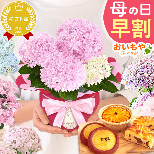 母の日 プレゼント 花 生花 ギフト 紫陽花 あじさい 4号 【響ピンク・林檎スイートポテト&サブレ】鉢花 花鉢 鉢植え 生花 どら焼き どらやき 送料無料 スイーツ お菓子 和菓子 洋菓子