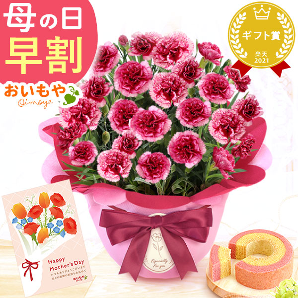 母の日 プレゼント お花 2025 ギフト 生花 鉢植え 希少 鉢花 カーネーション 5号 【プラムタルト】バウムクーヘン おしゃれ かわいい 送料無料 スイーツ お菓子 和菓子