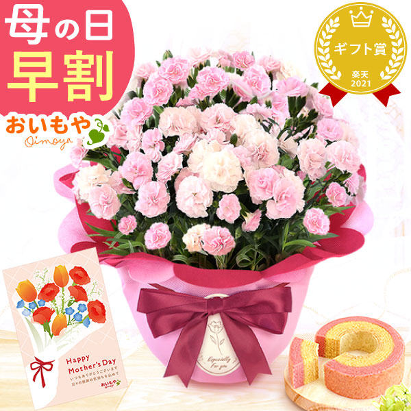 母の日 プレゼント お花 2025 ギフト 生花 鉢植え 希少 鉢花 カーネーション 5号 【バンビーノ】バウムクーヘン おしゃれ かわいい 送料無料 スイーツ お菓子 和菓子