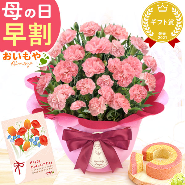 母の日 プレゼント お花 2025 ギフト 生花 鉢植え 希少 鉢花 カーネーション 5号 【ノウル】バウムクーヘン おしゃれ かわいい 送料無料 スイーツ お菓子 和菓子