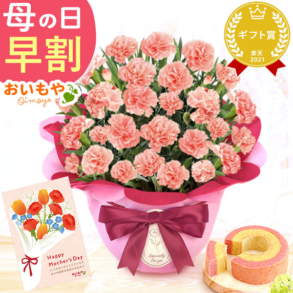 母の日 プレゼント お花 2025 ギフト 生花 鉢植え 希少 鉢花 カーネーション 5号 【メープルシフォン】バウムクーヘン おしゃれ かわいい 送料無料 スイーツ お菓子 和菓子