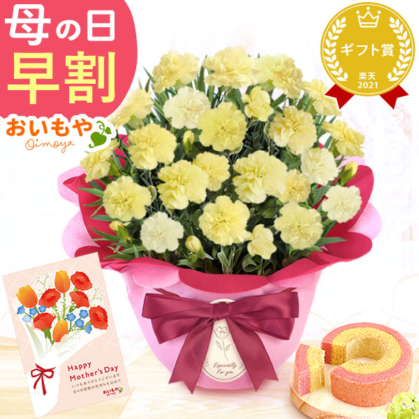 母の日 プレゼント お花 2025 ギフト 生花 鉢植え 希少 鉢花 カーネーション 5号 【ハニームーン】バウムクーヘン おしゃれ かわいい 送料無料 スイーツ お菓子 和菓子