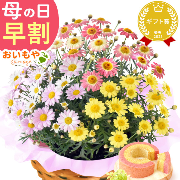 母の日 ギフト プレゼント お花 2026 生花 鉢植え 希少 鉢花 マーガレット バウムクーヘン おしゃれ かわいい 送料無料 スイーツ お菓子 和菓子